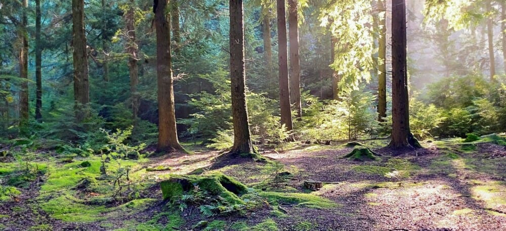Forest Bathing with Woodland Wellbeing at Queen Elizabeth Country Park